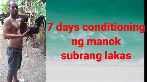 7days conditioning ng manok subrang lakas .